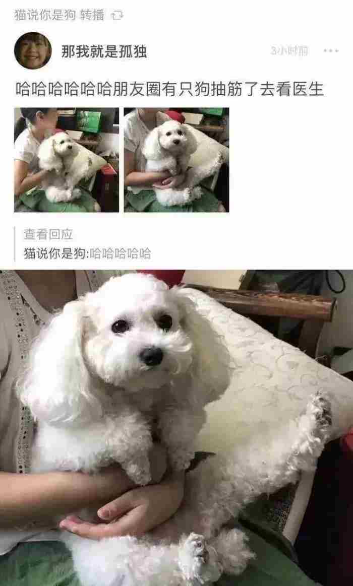发朋友圈什么图片有趣(那些令人笑到窒息的朋友圈截图)