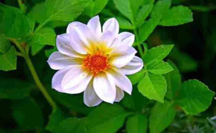 一个人爱你入骨