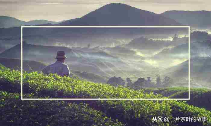 茶给人一种什么感觉（总给人一种苦尽甘来的感觉）