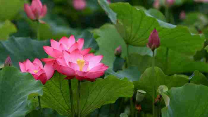 怎么挽回狮子座女生的心，<a href=/showinfo-14-11299-0.html target=_blank class=infotextkey>在感情中</a>如何挽回狮子座