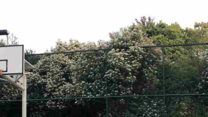 石楠花味道像什么（明知道石楠花的味道令人尴尬）