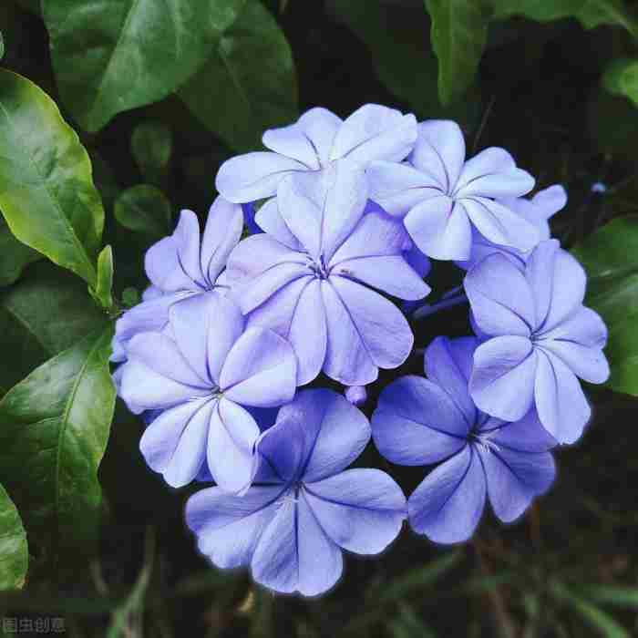 世界上花语最冷漠的花（蓝雪花的花语和传说）
