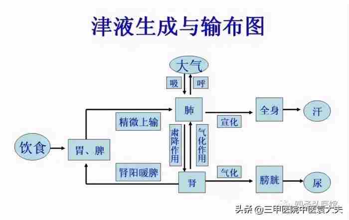 理中丸和附子理中丸的区别（现代科学语言解读理中丸）