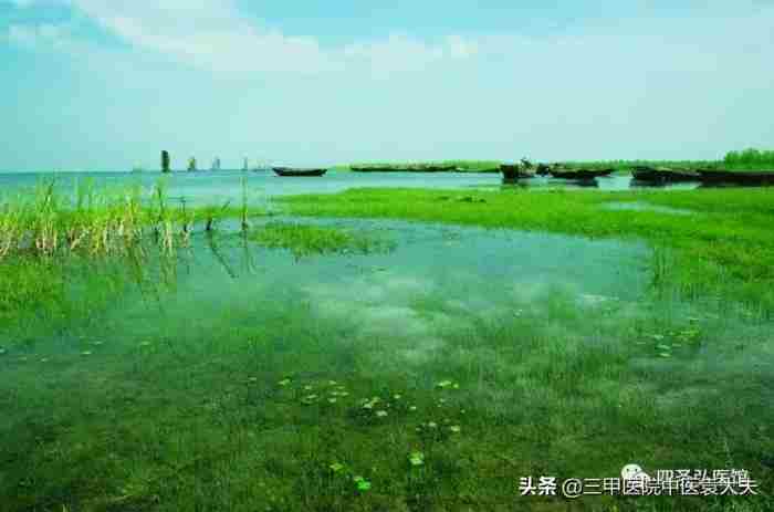 理中丸和附子理中丸的区别（现代科学语言解读理中丸）