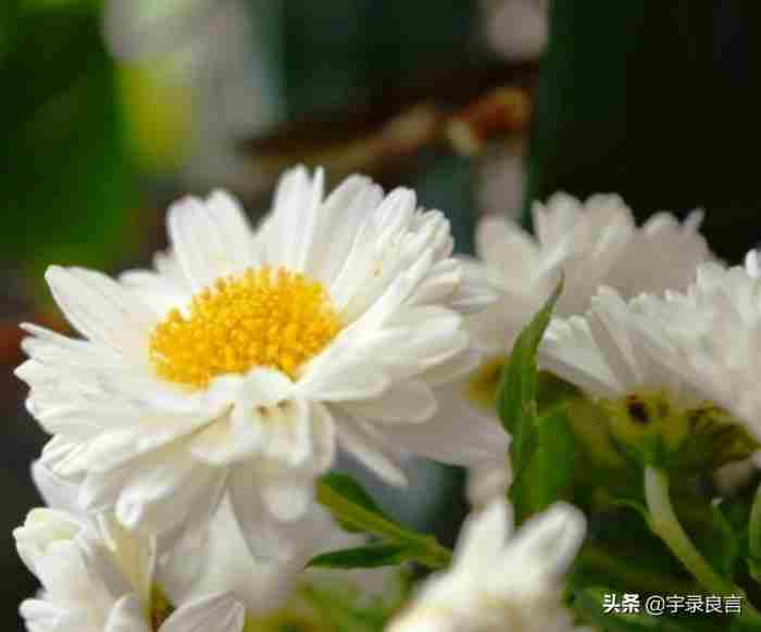 暖心留言给女生短句（给女生精致暖心的句子）