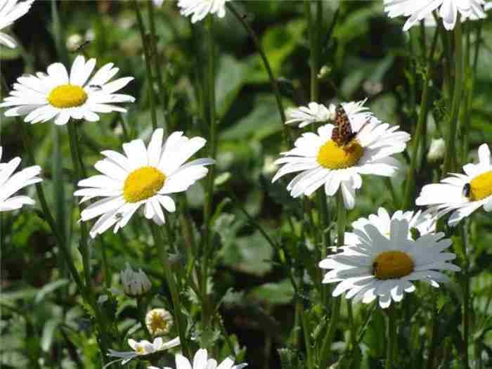 对情人说早上好甜蜜的话(朋友圈爱情甜蜜说说)