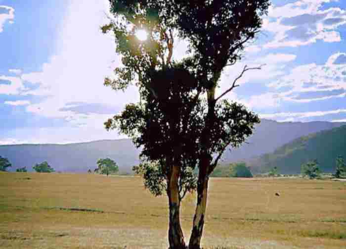 刘诗诗郑嘉颖(郑嘉颖被TVB捧杀成最水视帝)