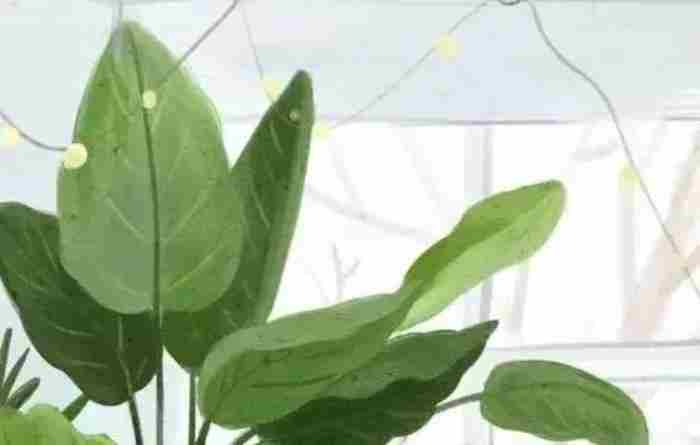 男人被表白后的心理学是怎样的 男生突然被表白的心理