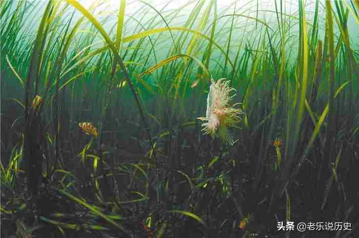 人非草木 却终究人非草木谁说的