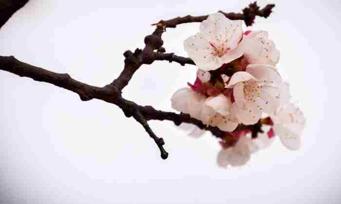 与杏花有关的优美散文(精选6篇)