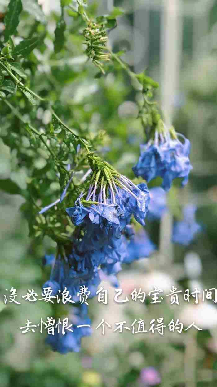 爱情是个意外 爱情是一场美丽的意外