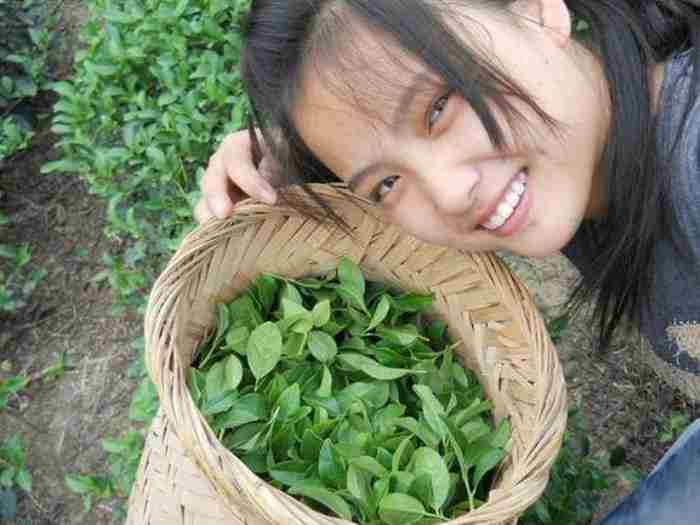 茶叶女什么意思 什么是茶女