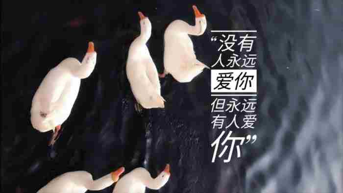 恢复单身的句子说说心情 委婉表白暗示语句