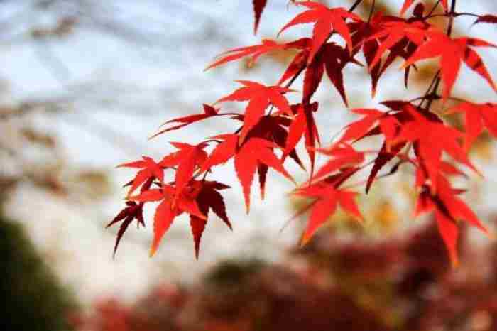 春天的红枫叶诗词合集 南宁枫叶的地方有哪些