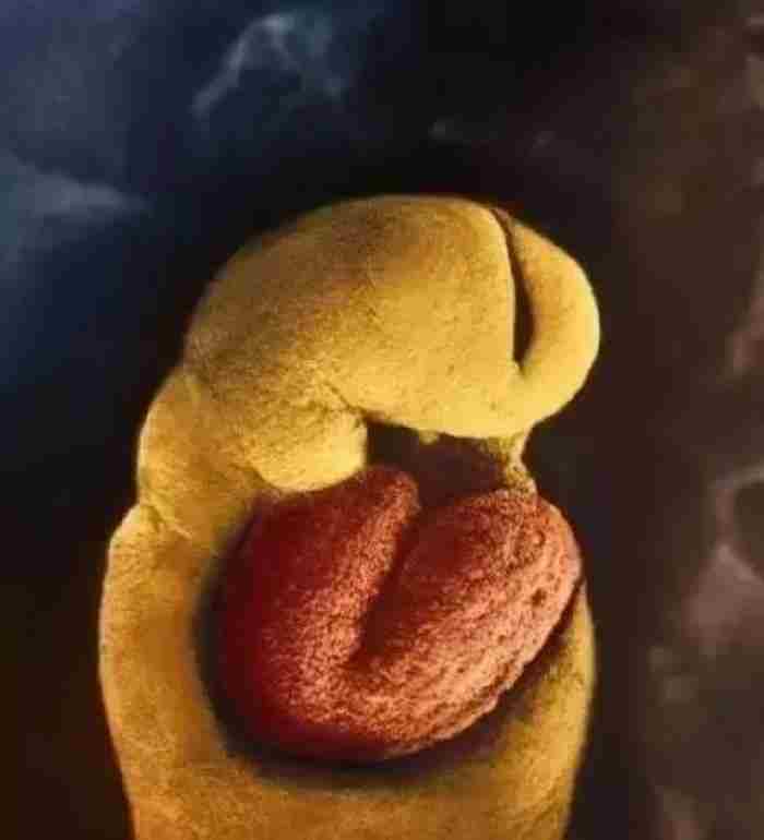 精子是如何变成婴儿的?人类诞生的全过程