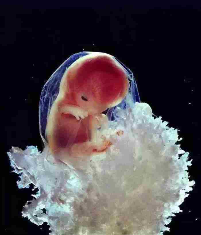 精子是如何变成婴儿的?人类诞生的全过程