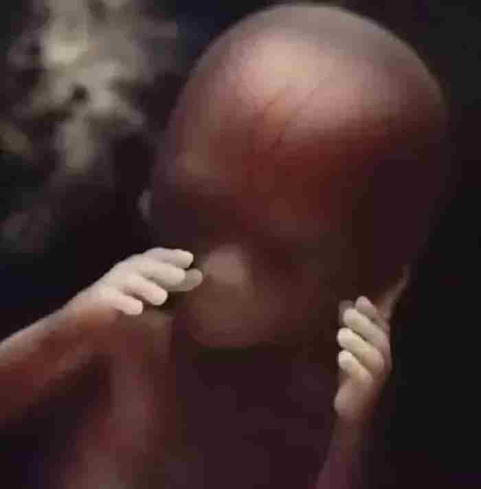 精子是如何变成婴儿的?人类诞生的全过程