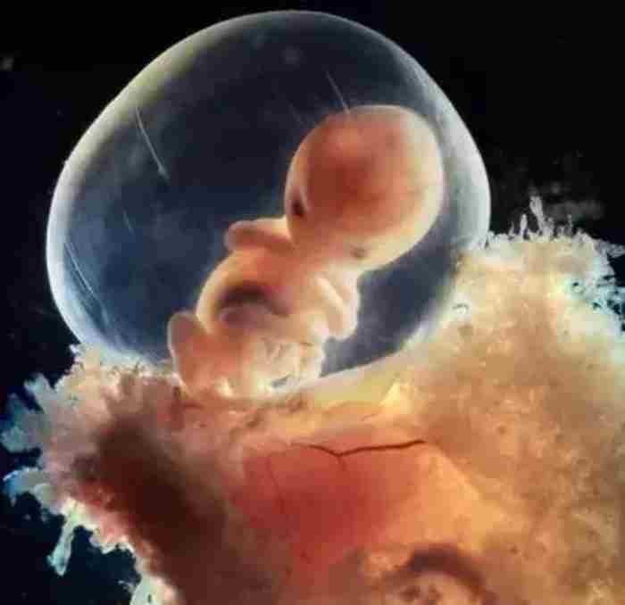 精子是如何变成婴儿的?人类诞生的全过程