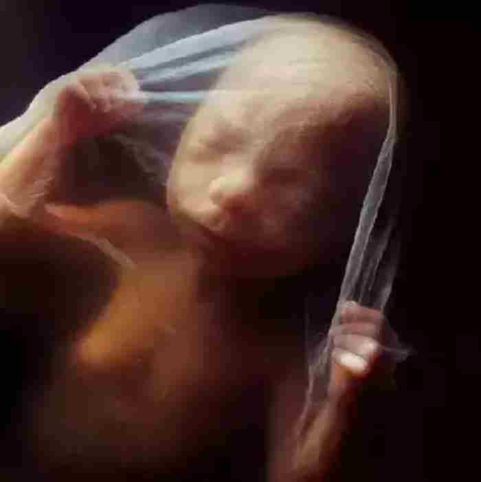 精子是如何变成婴儿的?人类诞生的全过程