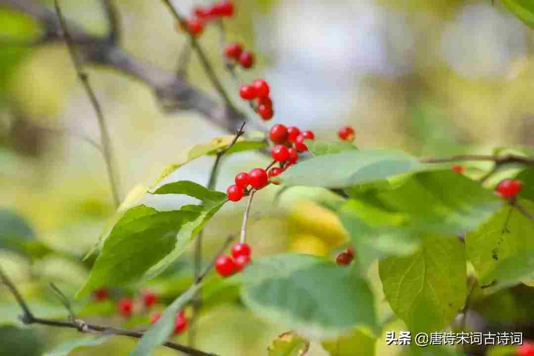 给最思念的人说一句话|如花|月光|我的思念