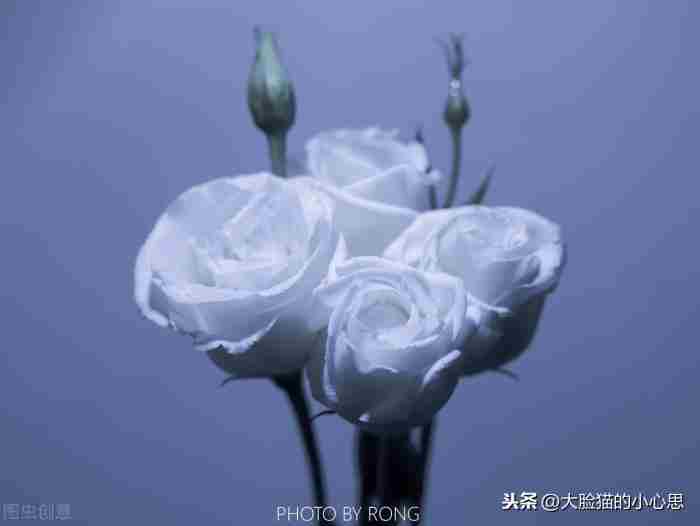 细数处女座的101个特质 爱情是平等的,但是婚姻不是